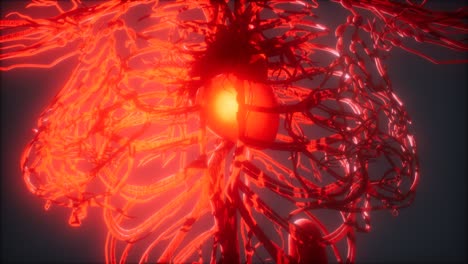 Blutgefäßsystem-Und-Herz